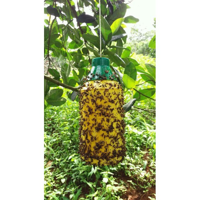 KEO XỊT BẪY RUỒI VÀNG CHAI 450 GRAM
