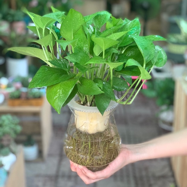 Chậu Cây Trầu Bà Thuỷ Canh ( Chậu Thuỷ Tinh)