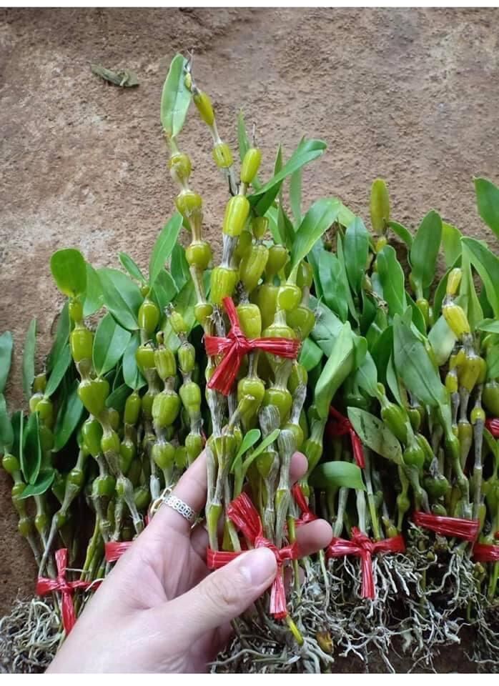 Hoa Lan  chuỗi ngọc(1 bó) qq