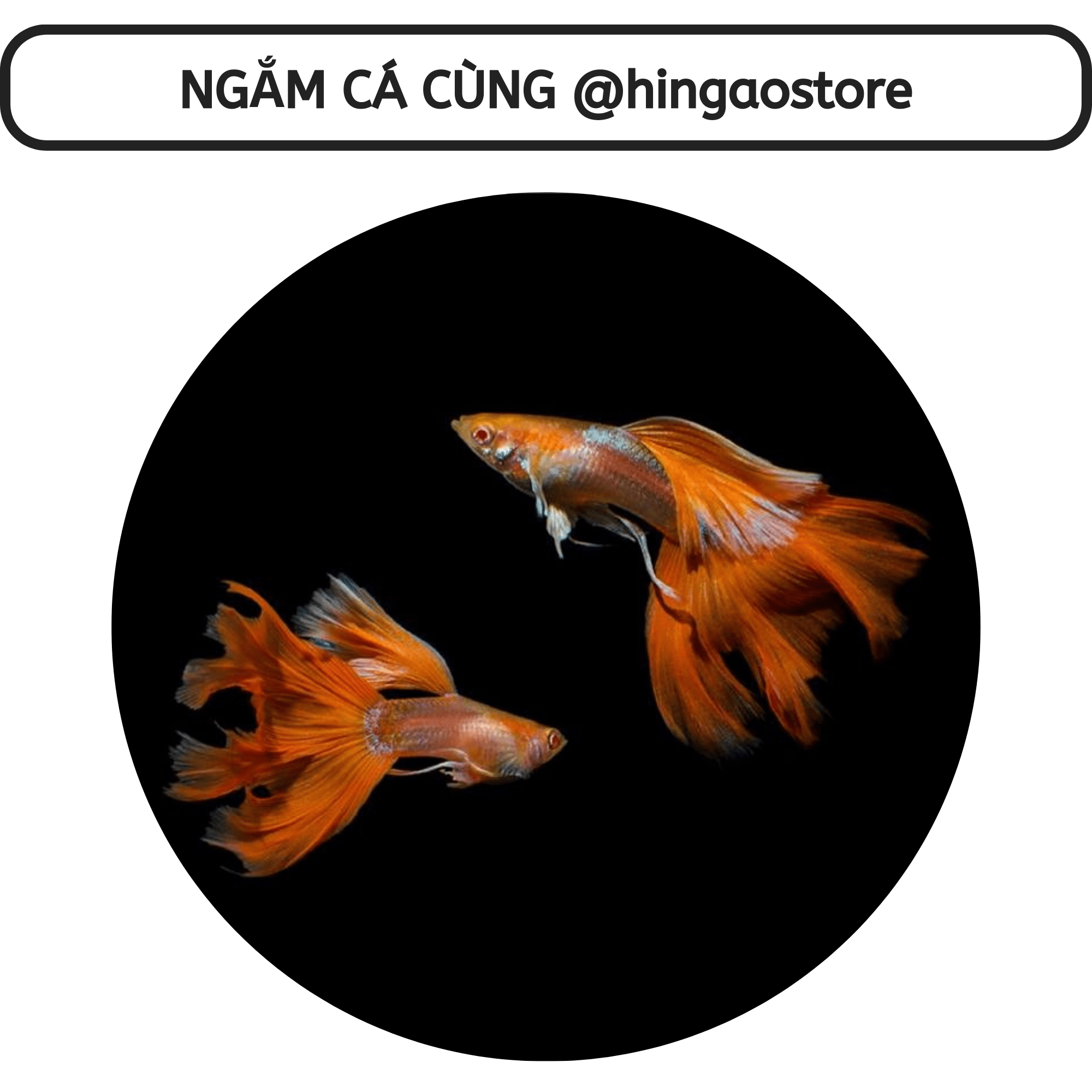 Gói hút ẩm - Gói chống ẩm | Hingaostore.