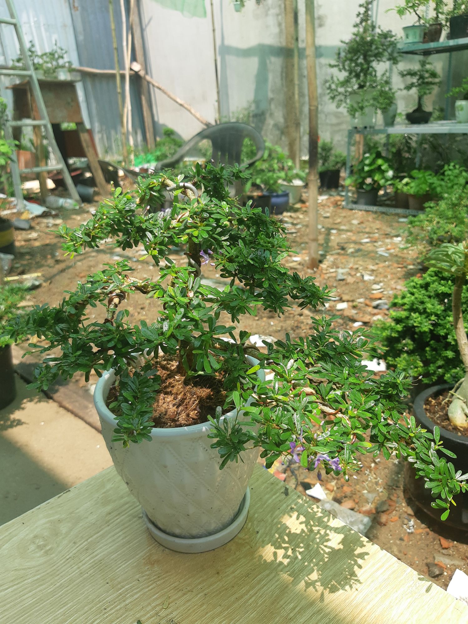 linh sam bonsai chậu đẹp