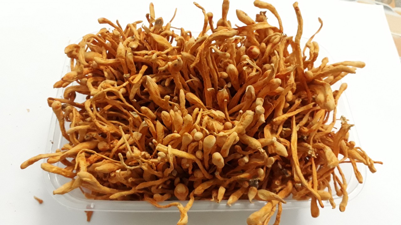 [HCM]ĐÔNG TRÙNG HẠ THẢO loại đặc biệt - 500g