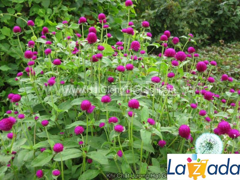 2GR 800.HAT Hạt Giống Hoa Cúc Bách Nhật Tím (KD| -KD: B26*V72)