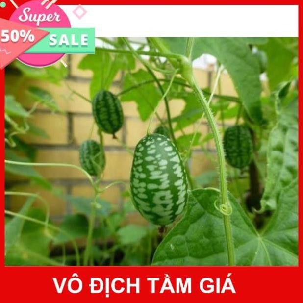 Hạt Giống Dưa Hấu Mini (Đài Loan)