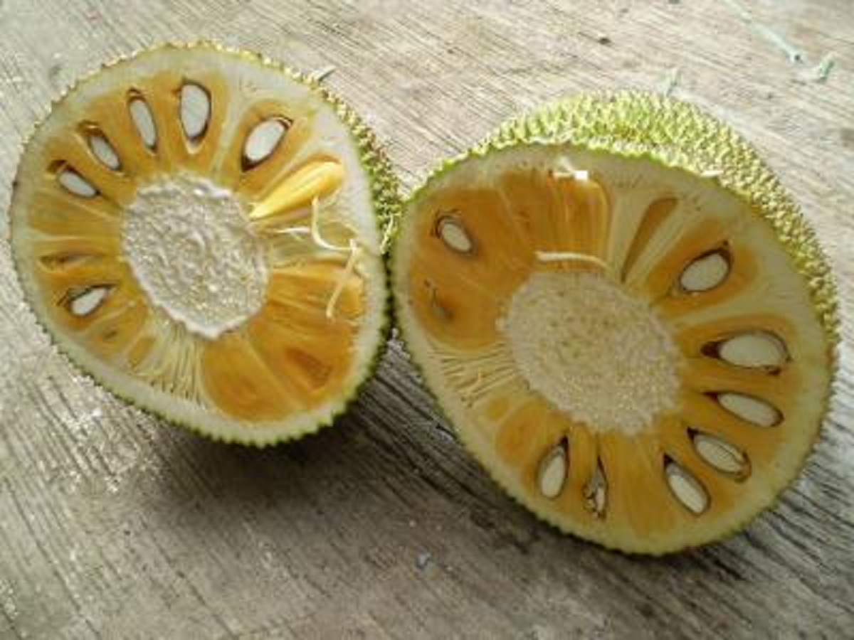 CÂY GIỐNG MÍT TỨ QUÝ RUỘT ĐỎ DA XANH