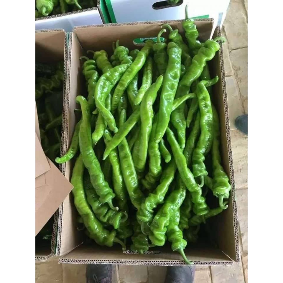 Hạt giống ớt cá ngựa (Nội địa Trung)