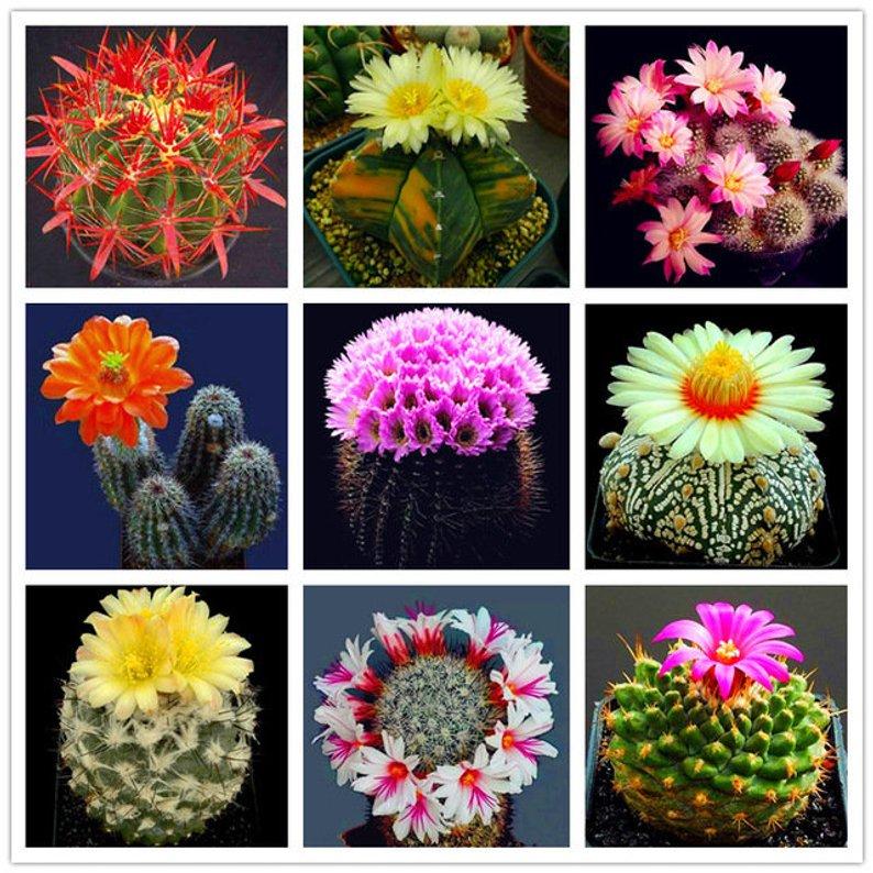 [5 packs] - Mini cactus seeds