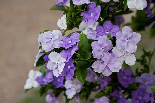 Chậu cây hoa Nhài (Lài) Nhật trưởng thành tán sum ra hoa quanh năm - hoa chuyển từ màu tím sang hồng và trắng - cayhoanhainhat