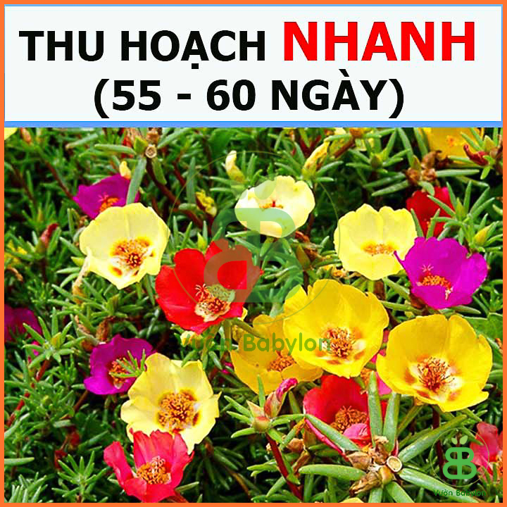 Hạt Giống Hoa Mười Giờ ĐƠN Mix Nhiều Màu