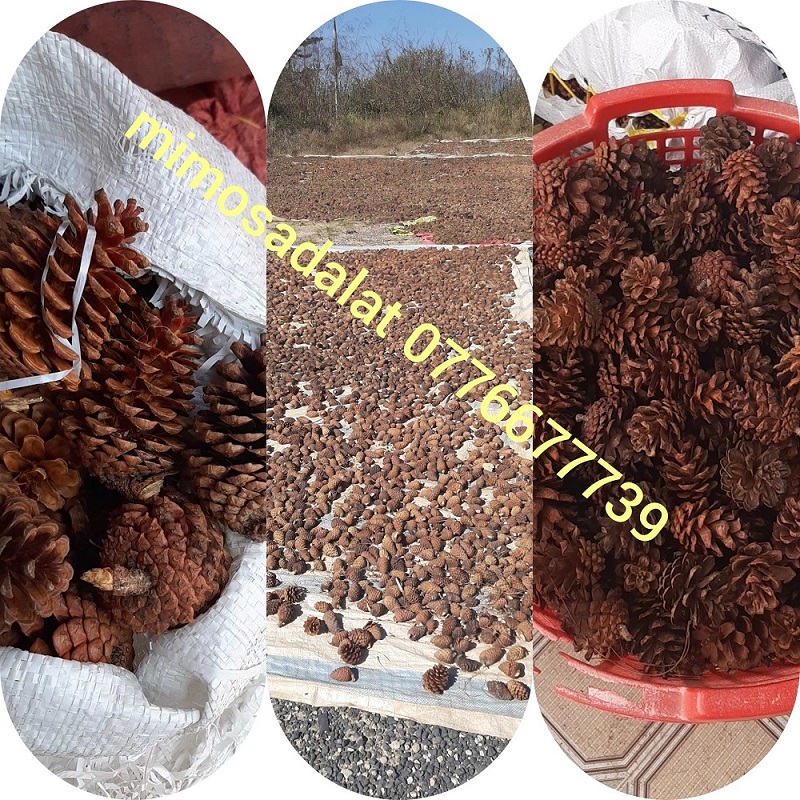 1kg Trái thông khô loại lớn