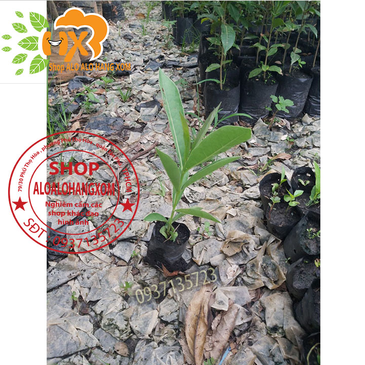 [HCM]cây hoa chuông vàng cây giống (combo 5 cây )