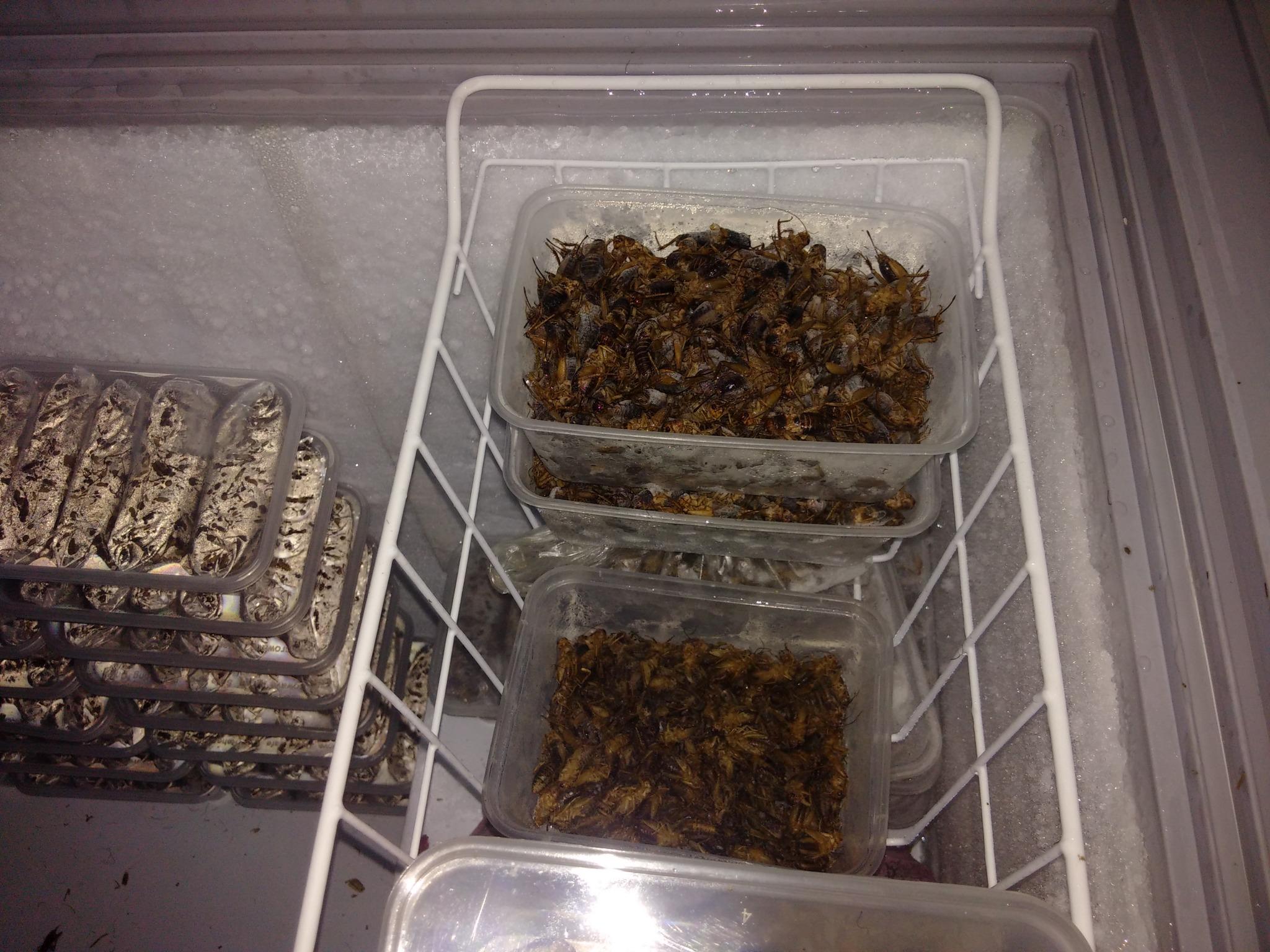 [HCM]Giống Dế Mèn