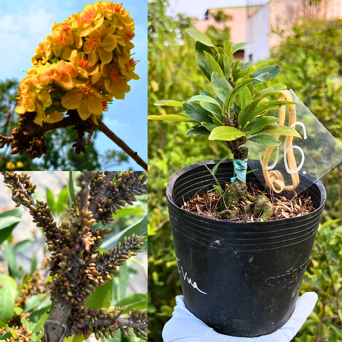 Mai Tiến Vua chuẩn giống, gốc khoẻ ổn định