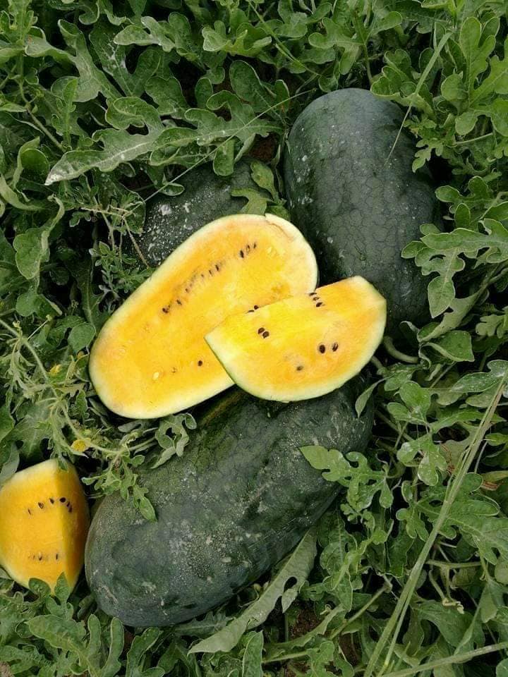 Hạt giống dưa hấu ruột vàng