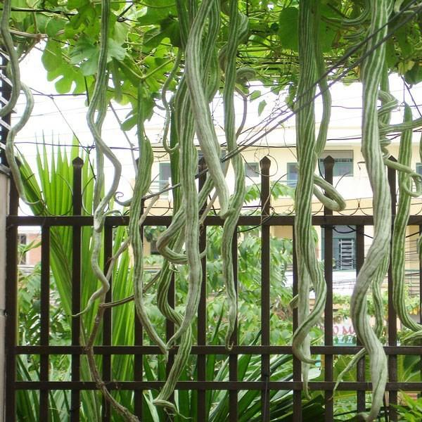 [ SP Mới Về] - Hạt giống mướp rắn  giá rẻ