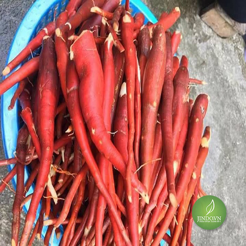 Sâm cau đỏ (1kg tươi) - LV036