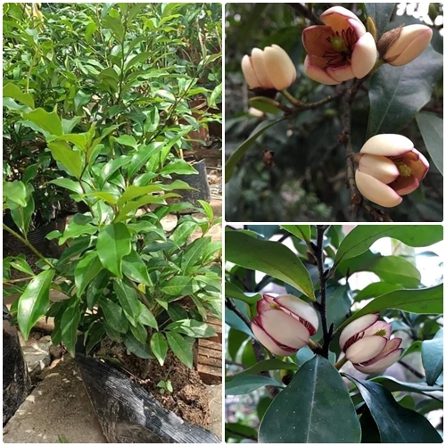 Cây giống hoa hàm tiếu