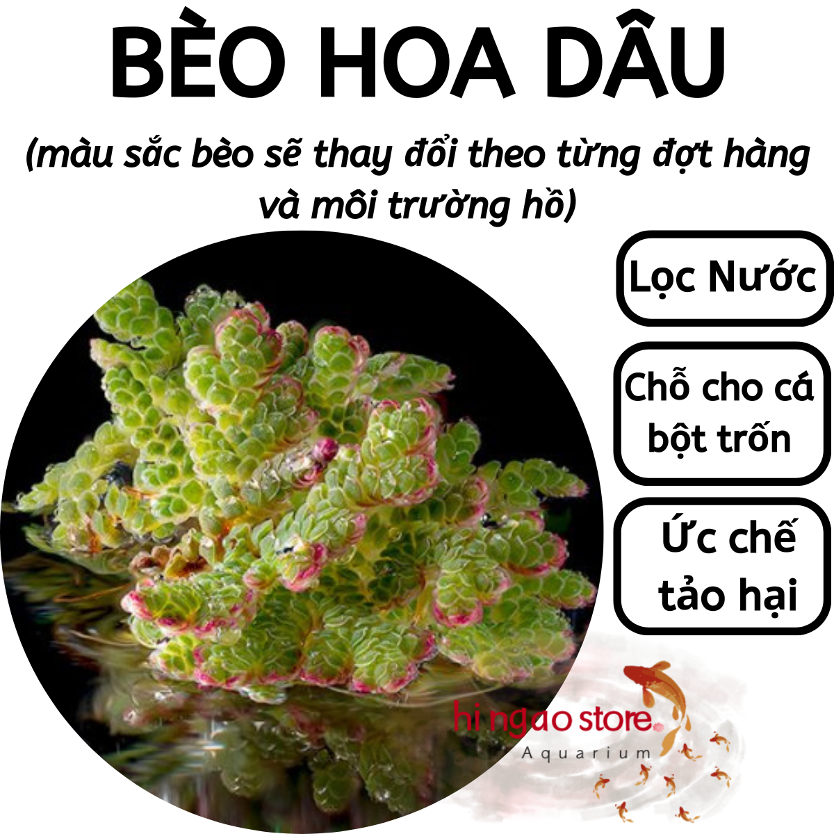 Duckweed-ruffles Bran-aquarium decoration | hingaostore.