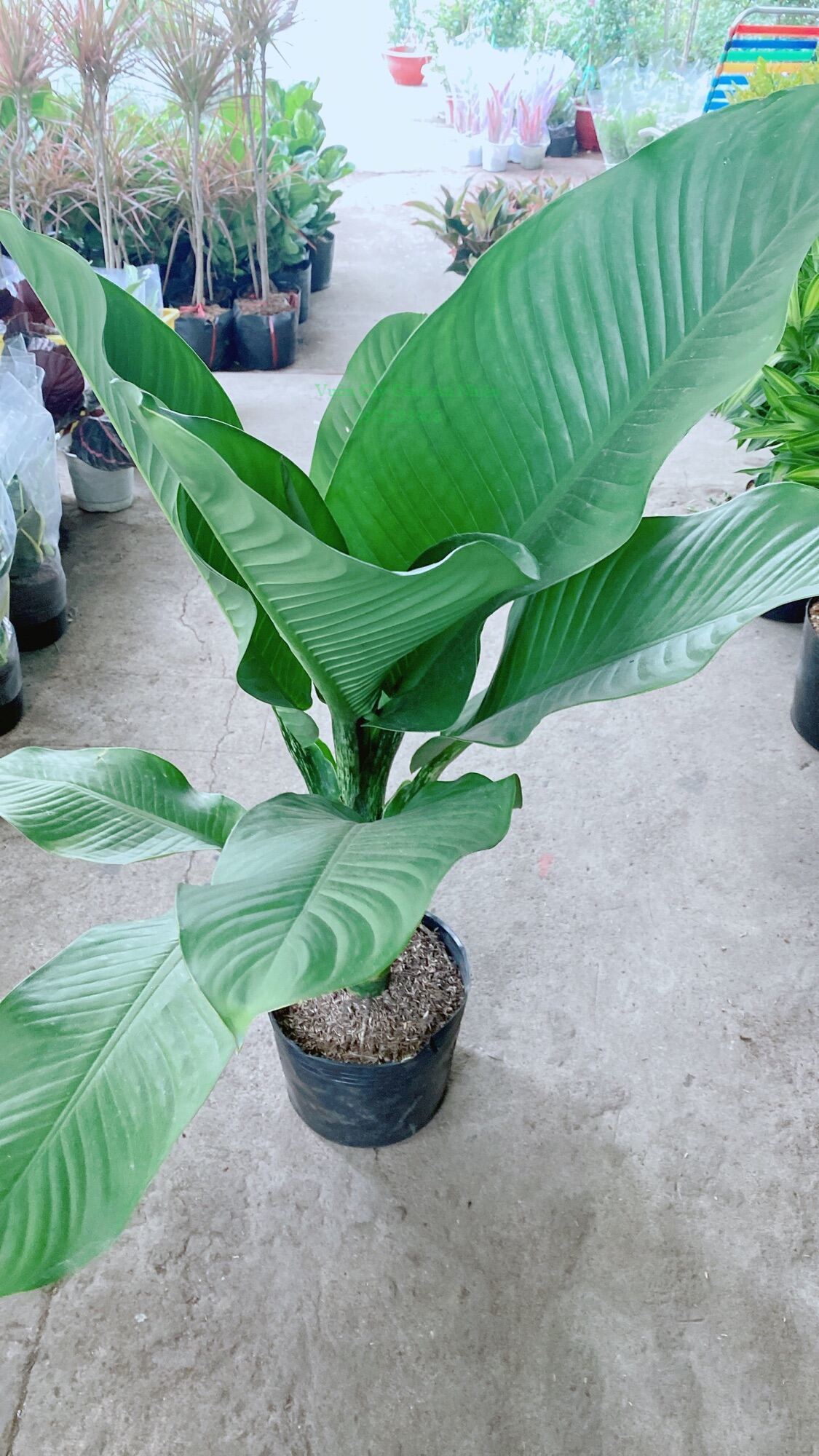 Cây đại phú gia