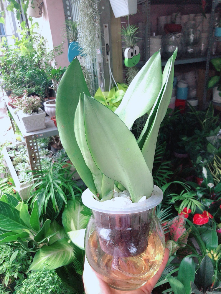 [HCM]Chậu Lưỡi Hổ Bạc Thuỷ Canh