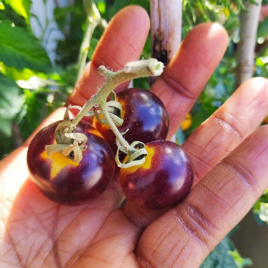 [HCM]Hạt giống Cà chua cherry đen
