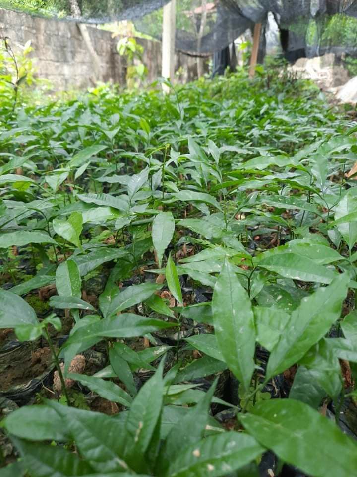 Cây rau sắng(rau ngót rừng )