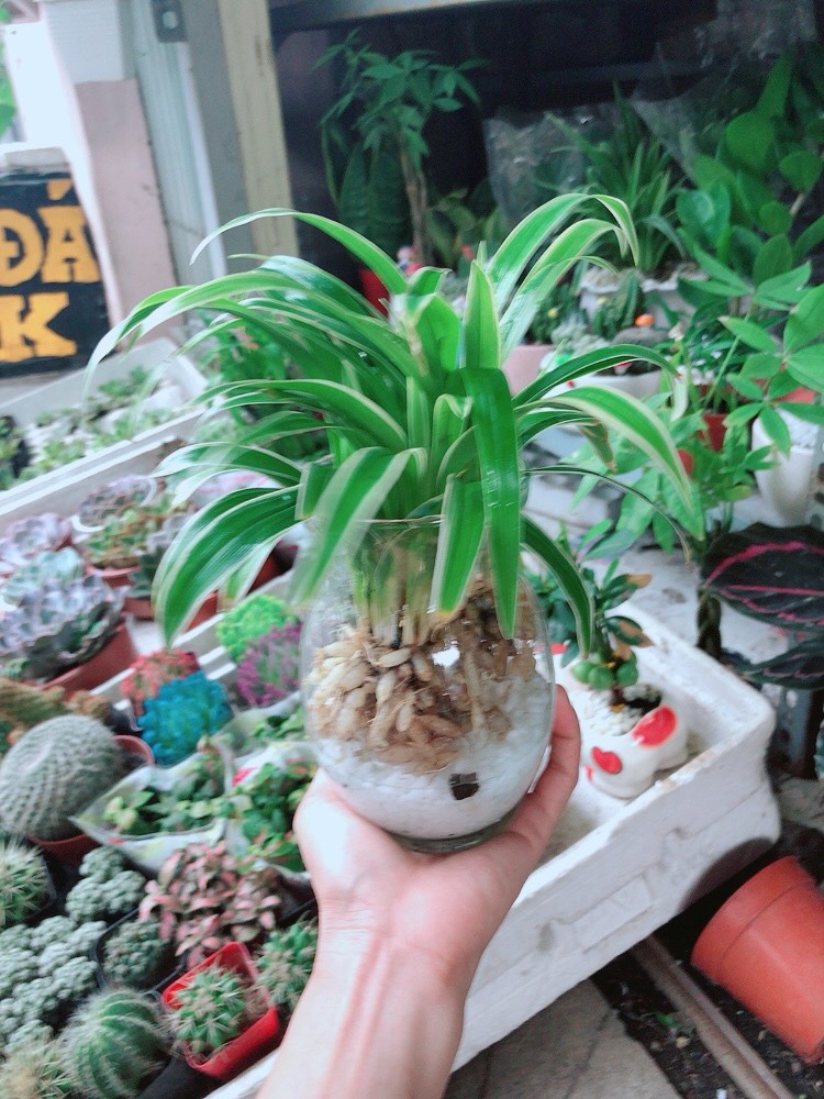 Cây Cỏ Lan Chi Thủy Sinh