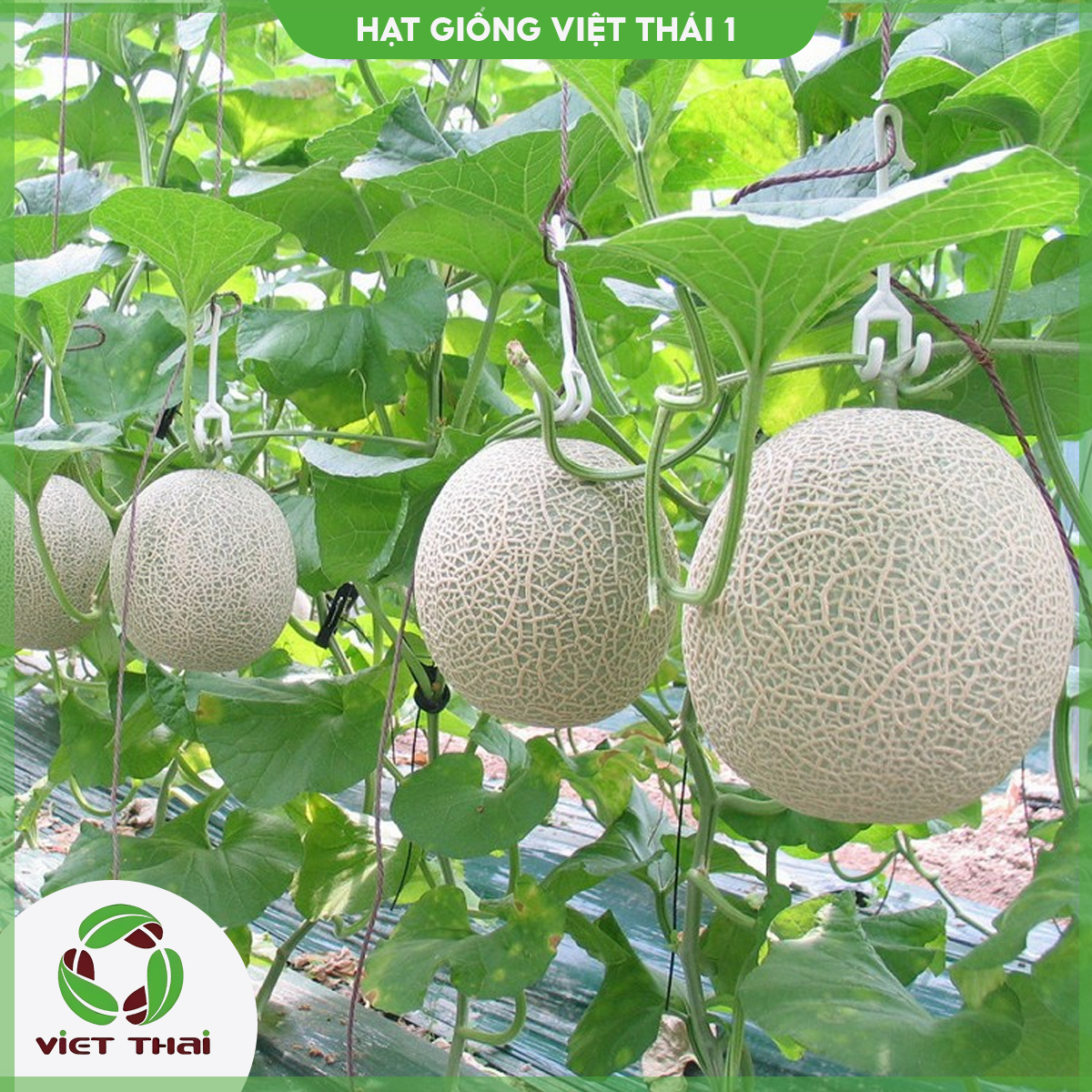 Hạt giống dưa lưới mv - 92 - hgvt1