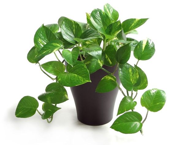 Cây trầu bà xanh - cây cảnh mini