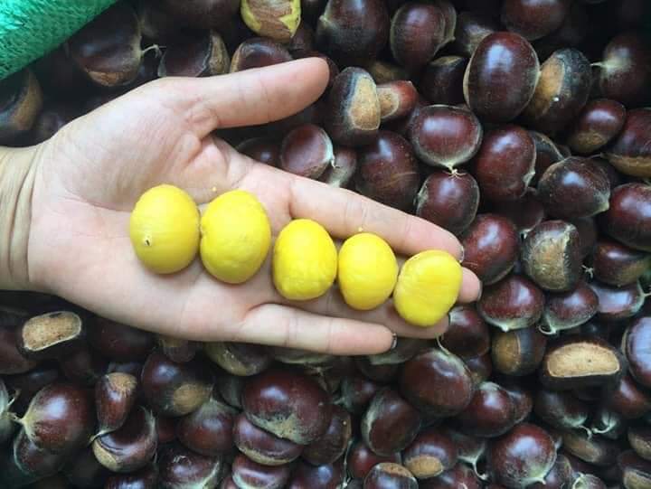 1kg hạt dẻ nếp tươi sapa (vừa vừa)