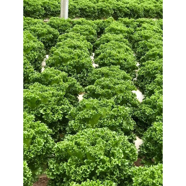 HẠT GIỐNG RAU XÀ LÁCH GÓI 5GR