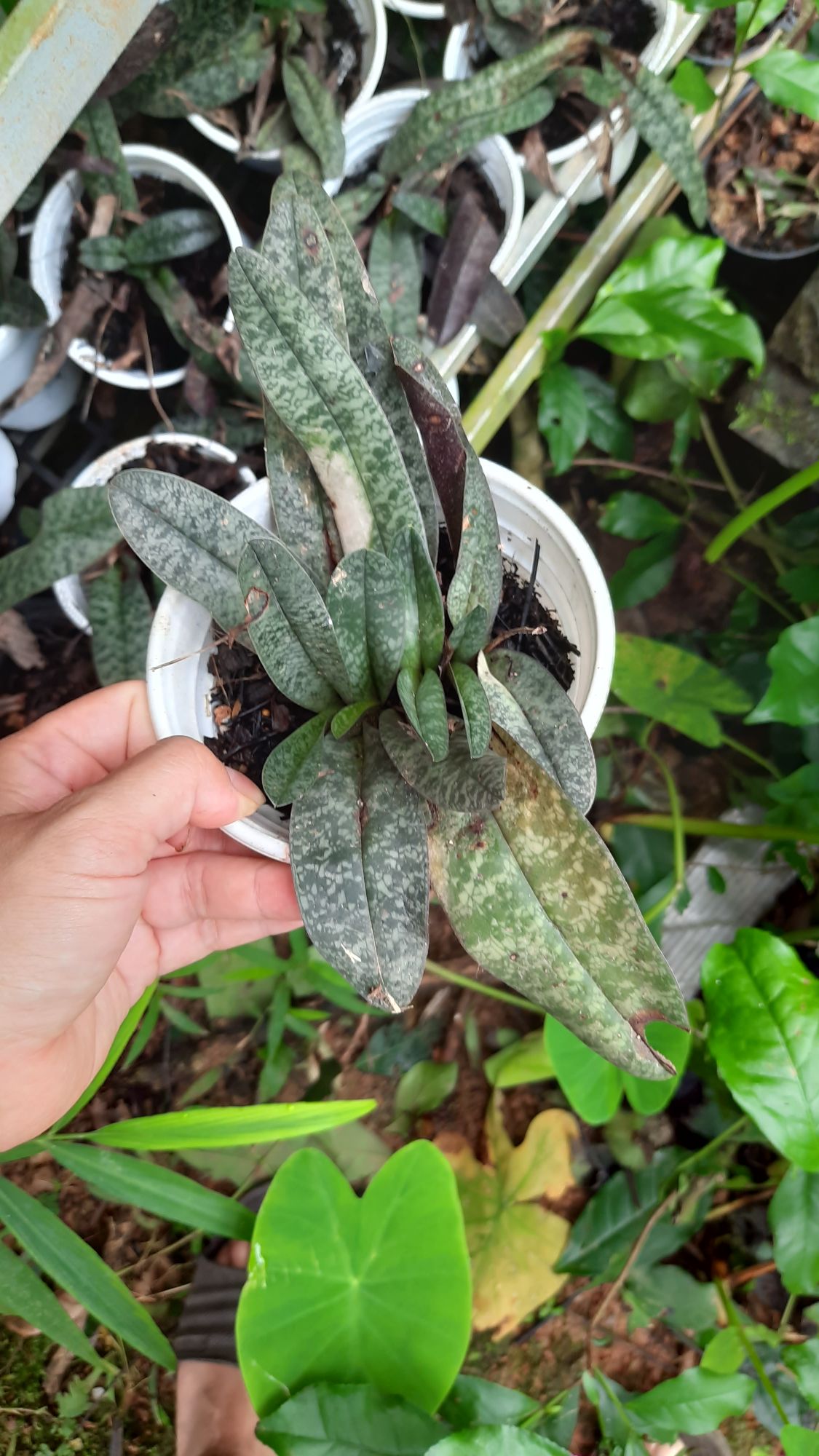 hoa lan hài gấm