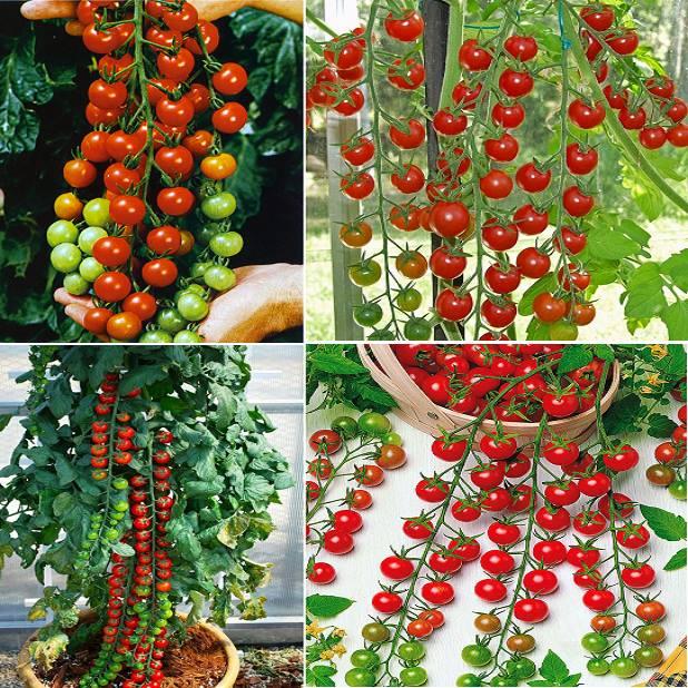 Hạt giống cà chua bi dây quả đỏ - ( 30 hạt/gói )
