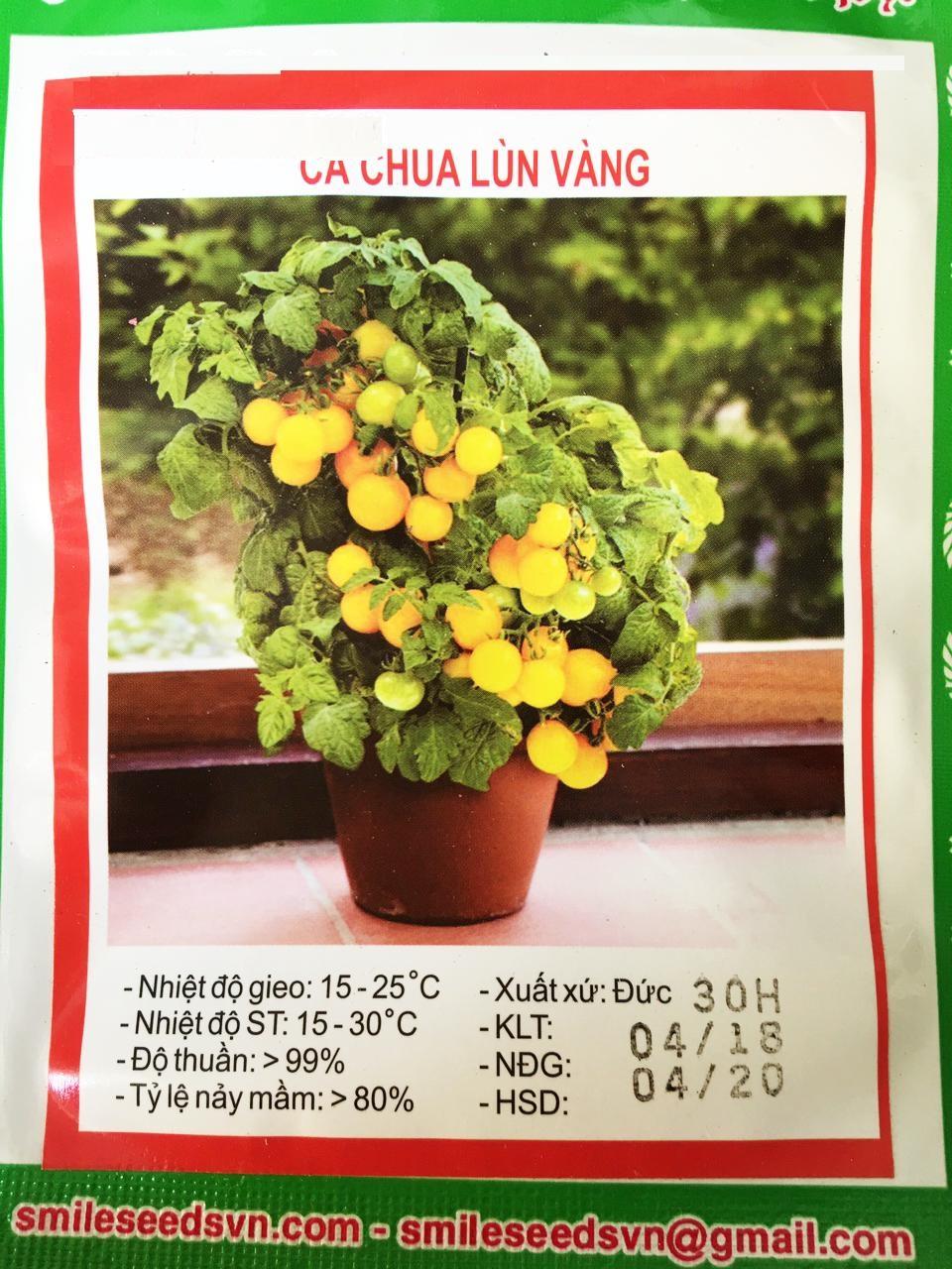 Hạt giống Cà Chua bi tròn lùn quả vàng
