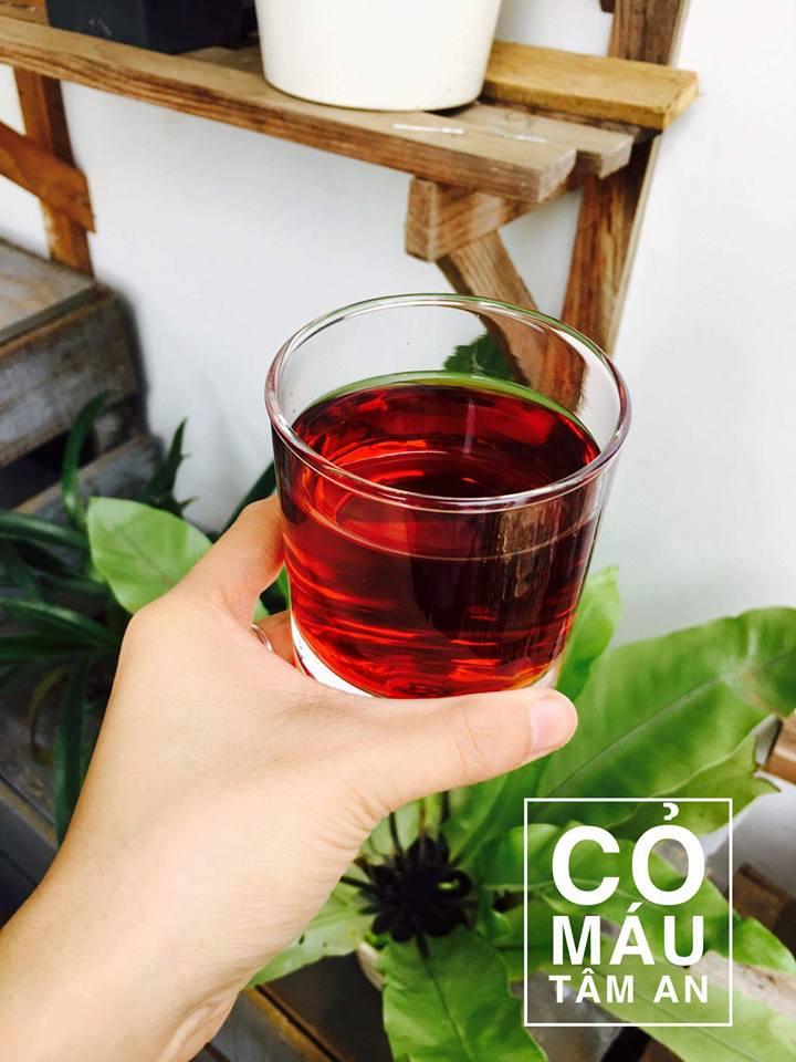 Cỏ máu Tâm An Quảng Bình