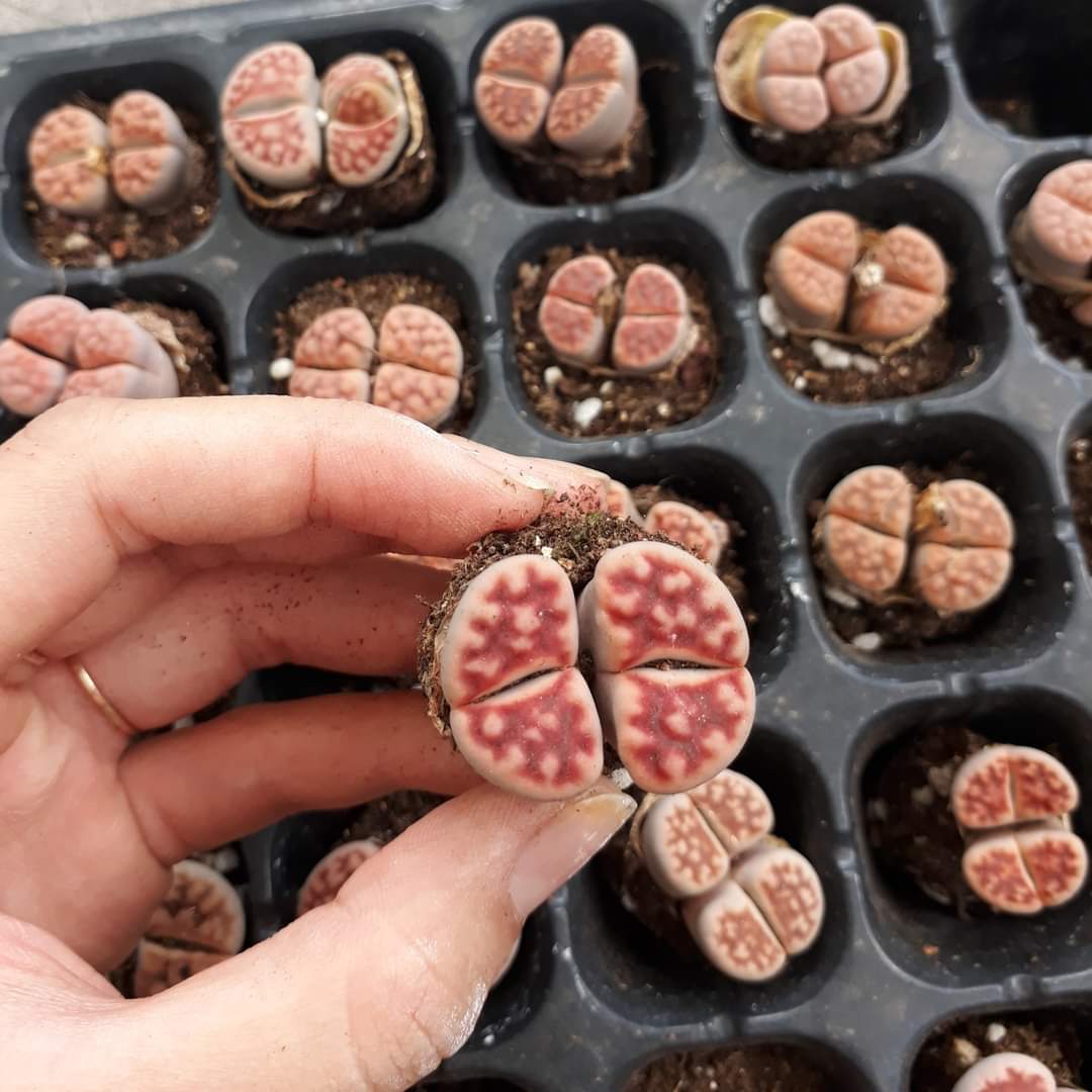 Sen Mông Đôi Ngẫu Nhiên Nhiều Màu 2-3.5cm(Sen Mông/Lithops/Thạch Lan)