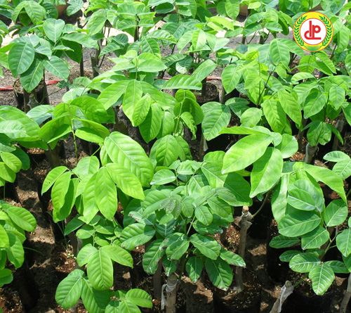 Cây giống Chôm Chôm Thái ( Siêu sớm ).