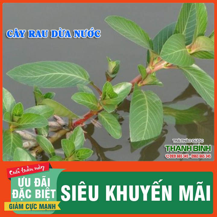 Cây rau dừa nước khô 1kg - hàng công ty giá tốt