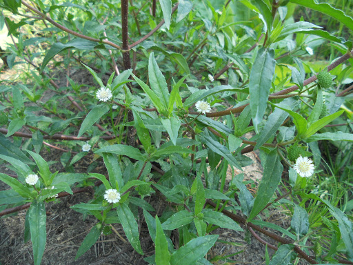 Cây Cỏ Mực ( Nhọ Nồi) - Chậu Rau Dược Liệu