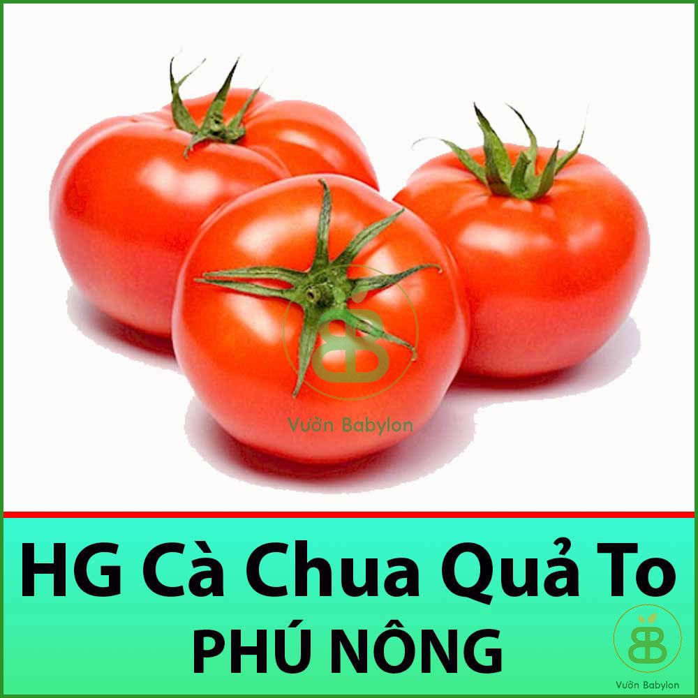 Hạt Giống Cà Chua Quả To Giàu Dinh Dưỡng 0,1Gr