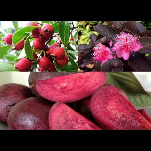 Giá Gốc - Cây ổi tím giống ra quả sau 4 tháng