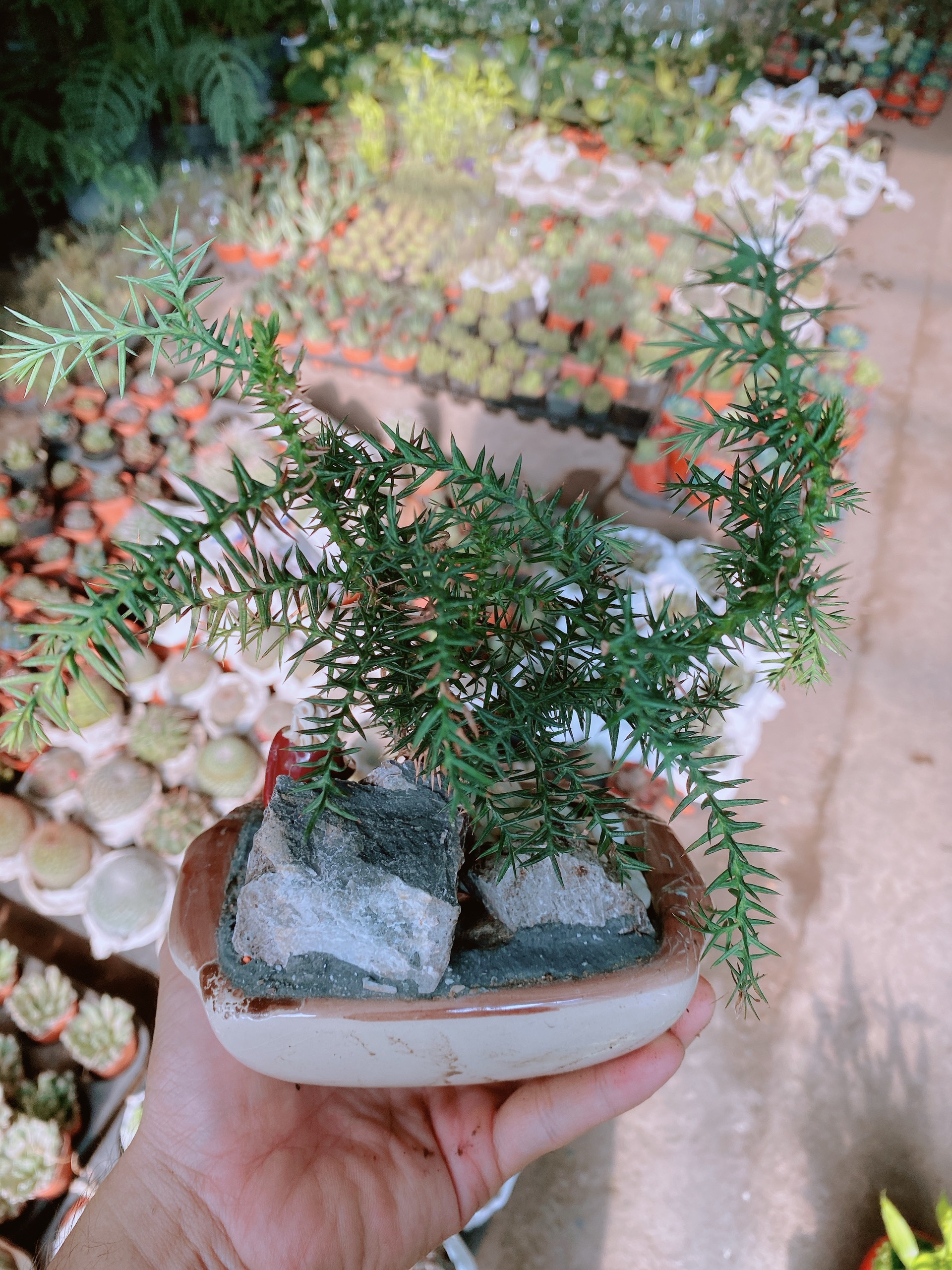 Chậu tùng bồng lai bonsai