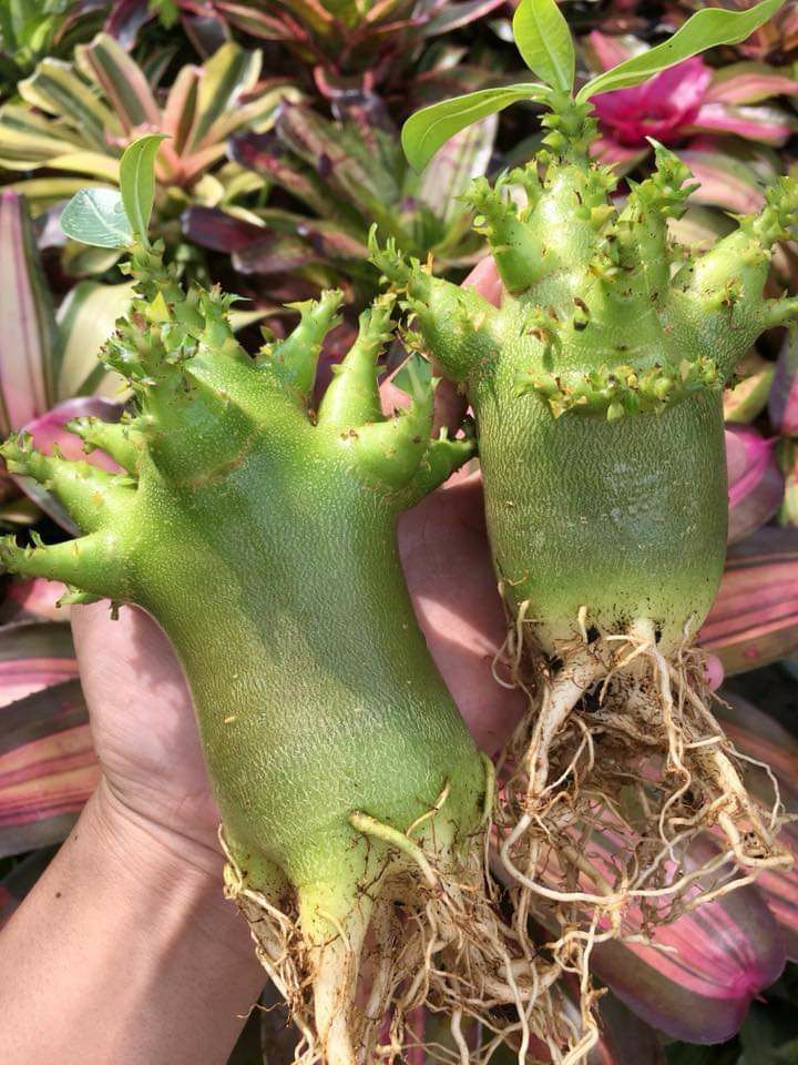 Hạt sứ thái Kim tự tháp nhập (10 hạt)