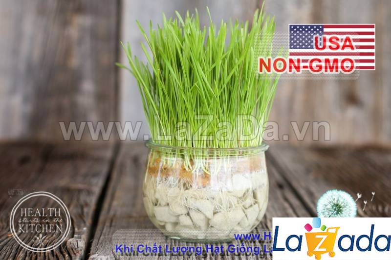 1KG Hạt Giống Cỏ Lúa Mì Đỏ Cỏ Mèo Wheatgrass (A2.205*V34*M054)