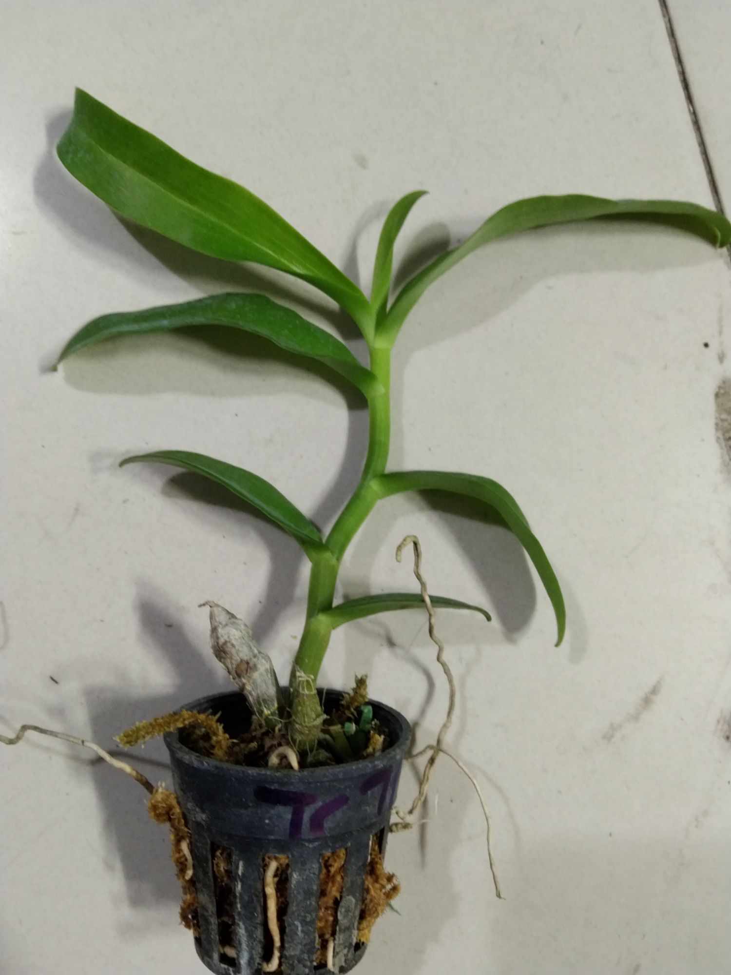 Hoa lan trầm trắng cây giống khoẻ đẹp