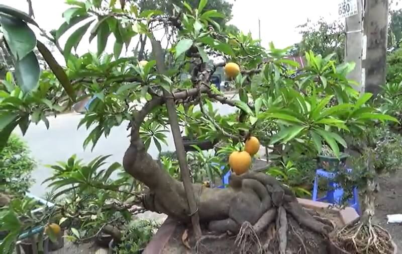 Cây giống lêkima