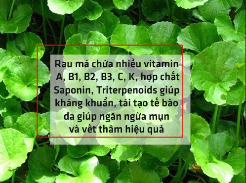 [HCM]Bột Rau Má Nguyên Chất - Ngừa mụn thâm(50gr~100gr)