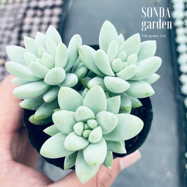 SEN ĐÁ CHUỖI NGỌC LAM SIZE BÉ LỖI 1 ĐỔI 1