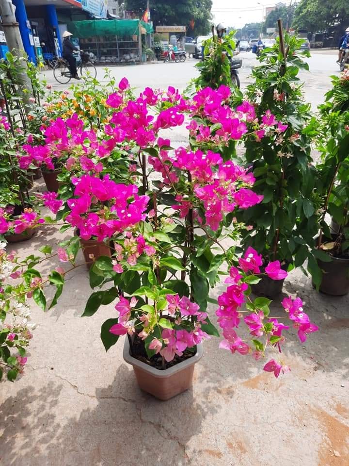 CÂY GIỐNG HOA GIẤY ĐẶC BIỆT - HOA GIẤY THÁI