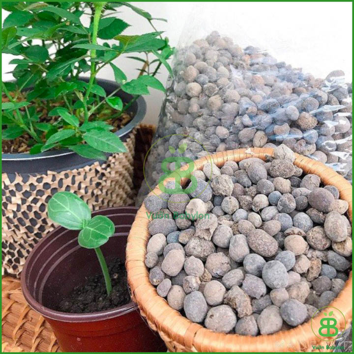 Phân Dê Đã Xử Lý Làm Phân Bón Lan Và Phân Bón Cây Trồng